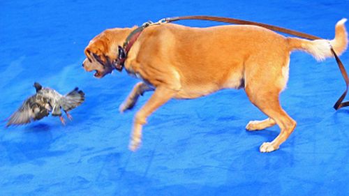 Woody entertained the crowd, chasing frightened pigeons down the blue carpet. (Getty)