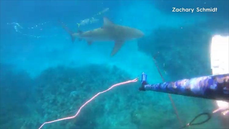 Rare two-headed baby shark dragged from ocean by fisherman leaves