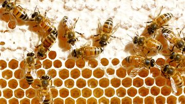 Honey bees at a hive