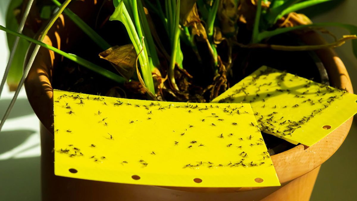 The easy way to get rid of Fungus Gnats on indoor plants (once and for –  lovethatleaf