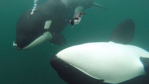 orcas