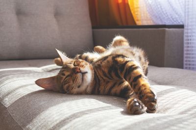 (Cats) 9: Bengal