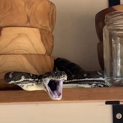 Isabelle Cornish shares her run in with an angry snake in her kitchen