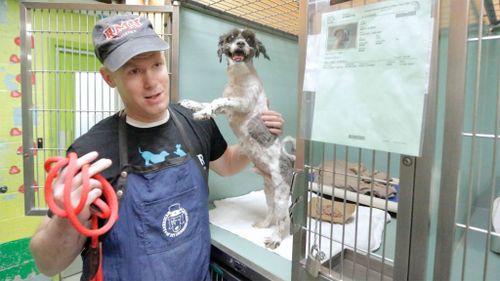 Groomer changes the lives of neglected dogs with free haircuts