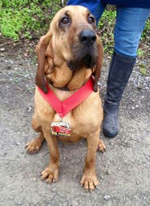 The event organisers even awarded the two-year-old pup with a medal. (Facebook: About Elkmont Half Marathon The Trackless Train Trek)