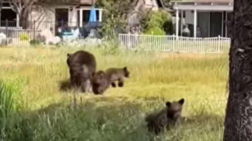 The bear's three cubs — which were also captured and accompanied her on recent home break-ins — are going to a rehab facility.