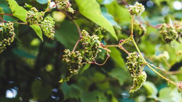 Vine leaves affected by insects from the Phylloxeridae family. Grape phylloxera disease.