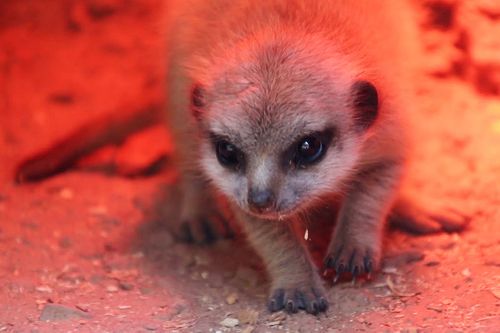 Salama was stolen from Perth Zoo because Jesse Lee Hooker 'fell in love' with the baby meerkat.