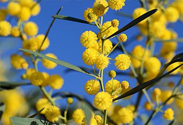 What is the scientific name for the golden wattle?