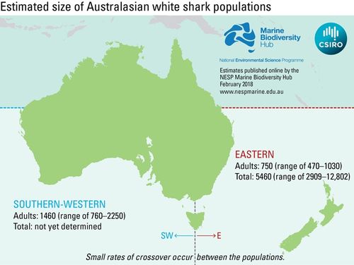 Estimates of great white populations in Australia.