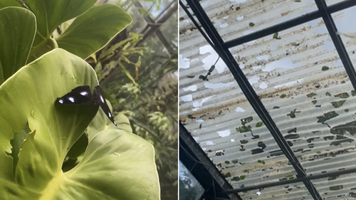 Hail stones tore through the roof of the enclosure killing many butterflies and allowing others to escape.