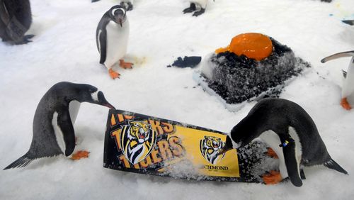The penguins eventually ended up choosing the Crows. 