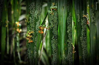 Brandon Gell's submission to Wildlife Photographer of the Year