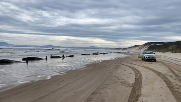Whales are seen beached along the shoreline on September 21, 2022 in Strahan, Australia. Hundreds of whales pilot have become stranded at Macquarie Harbour on Tasmania&#x27;s west coast in a mass stranding event. 