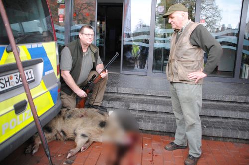 Hunter Uwe Ingwersenand Horst Allwardt stand beside one of the wild boars after shooting it. (AP)
