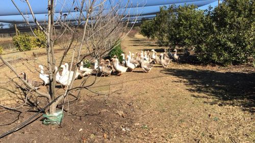 Top 40 Orchard's geese in one of the stricken orchards.