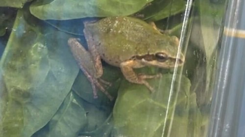 Spinach frog