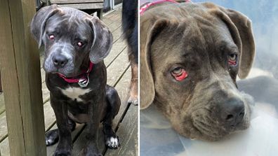 Denali's eye abnormality needed surgery