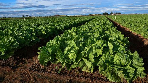 Lettuce crops have regrown and been harvested since the devastating floods wiped out much of the supply.