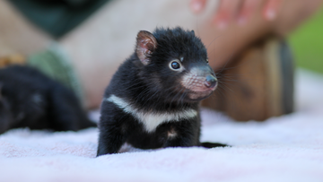 Tasmanian Devils