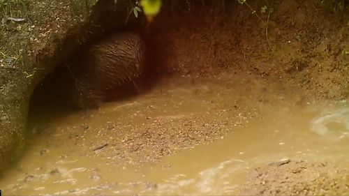 WIRES says burrowing animals such as wombats, echidnas and snakes are the worst effected by floods.