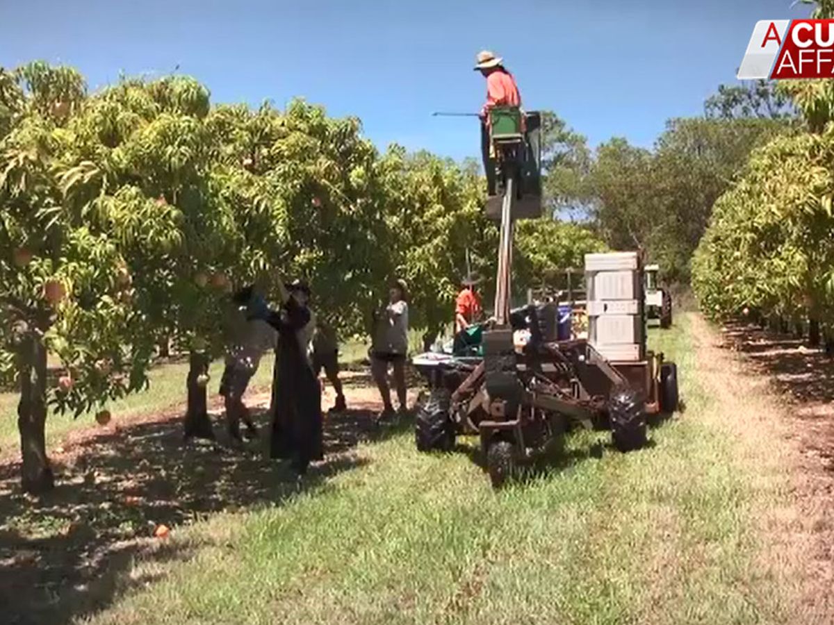 Coronavirus You Could Earn Up To 500 A Day As Aussies Farmers Hiring After Covid 19 Leaves Industry Fruit Picker Shortage