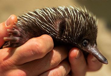 Which of the following terms is the word for a young echidna?