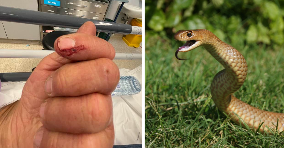 Thirsty snakes slither into Australian toilets as dry season bites, Snakes