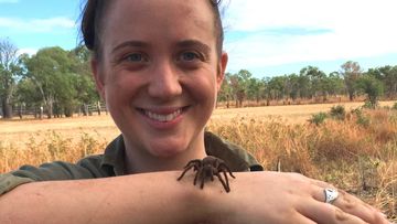 New species of tarantula discovered in the Northern Territory