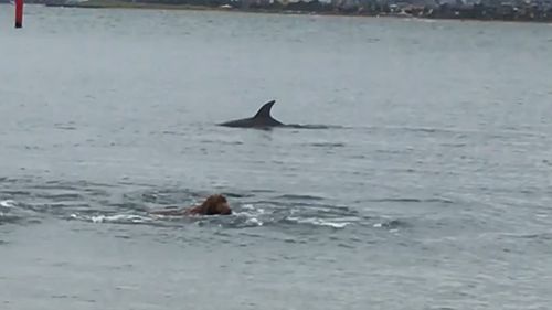 Tiger appeared to thoroughly enjoy the Sunday swim with his new finned friends. (Supplied)