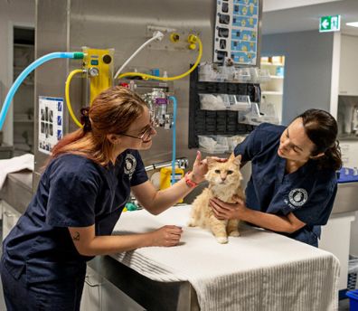 The Cat Protection Society of Victoria runs a veterinary clinic to provide more affordable care.