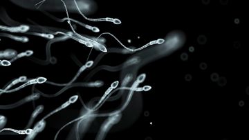 The High Court has determined a sperm donor is a parent because he is involved in the child&#x27;s life.
