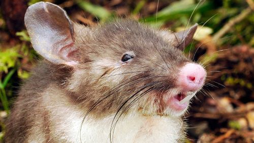 Hog-nosed rat species discovered in Indonesia heralded for unique features