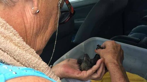 Volunteers worked tirelessly to rescue the local bat colony in Campbelltown.  (Facebook/Help Save the Wildlife and Bushlands in Campbelltown)