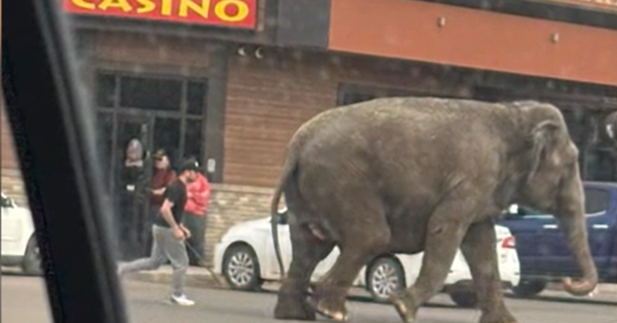 Bizarre scenes as elephant runs loose on US street