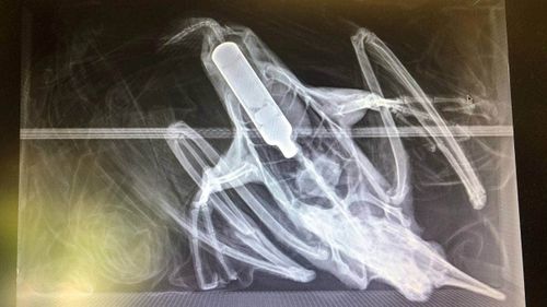 A pied shag has died at Wellington Zoo, transferred from the SPCA, after x-rays found it had swallowed a vape pen.