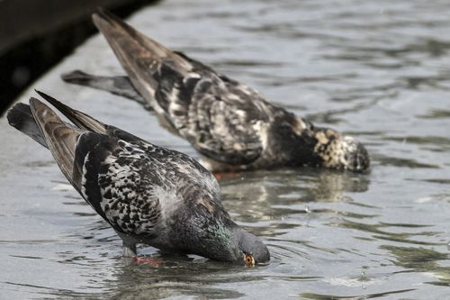 The unprecedented hot weather is causing wildlife to seek hydration wherever they can. Image: AAP