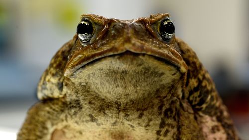 A colony of cane toads has been found an hour north of Sydney.