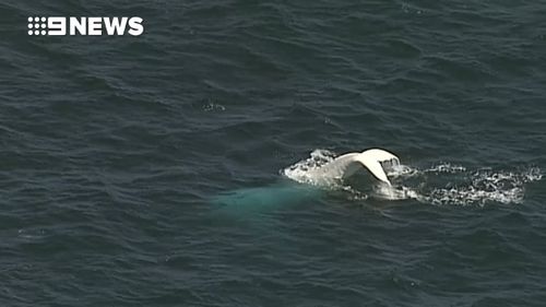 The 9NEWS chopper showed the whale splashing its tail. (9NEWS)