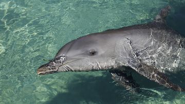 Dolphins can live up to 50 years in captivity.