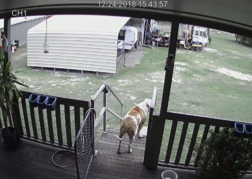 Security footage shows Bruno's attention caught by something just before he runs off-camera.