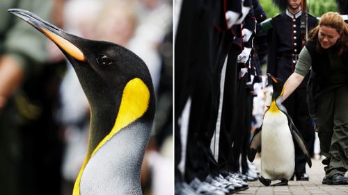 Brigadier Sir Nils Olav. (AFP)