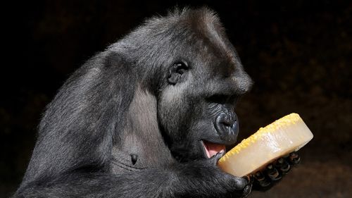 Pregnant and lovesick gorilla turns 10 at Melbourne Zoo