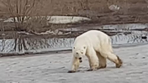 190620 Russia polar bear Norilsk climate change animals wildlife news World