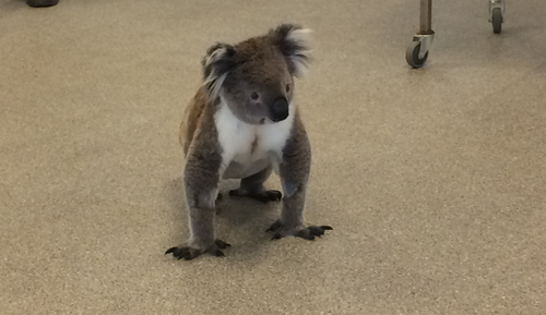 As well as a deep cut on his back, Ernie was having trouble walking. (Madeline Slattery / 9NEWS)