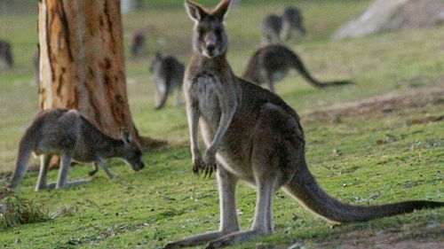 Second Victorian man sentenced to community service over 'sickening' kangaroo bashing and shooting