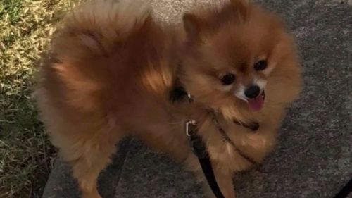 Gizmo has been found safe and well. (Supplied)