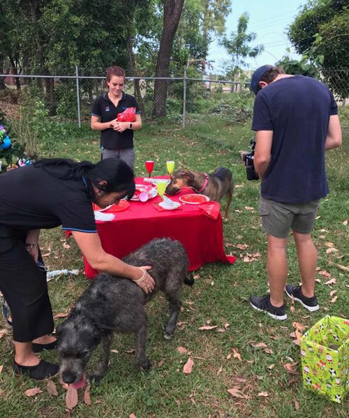 The team have pleaded with pet lovers to consider adopting a pet this Christmas. (9NEWS/Melissa Mackay)