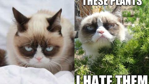 Grumpy Cat