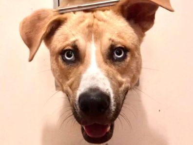 Please Adopt Hank: Website for 'hellion' foster dog goes viral